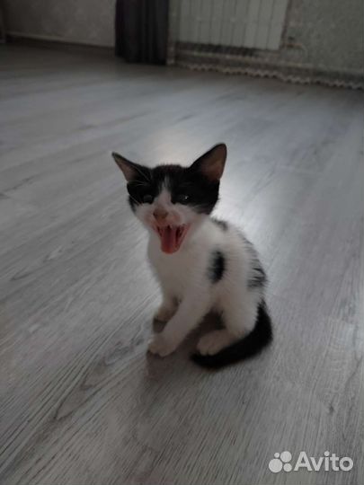 Отдам котенка в добрые руки