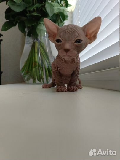 Сфинксы и петерболды