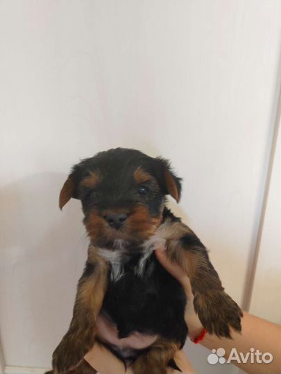 Йоркширский терьер щенки