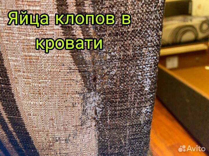 Обработка от тараканов, уничтожение клопов