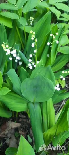 Маргаритки садовые, ландыши садовые