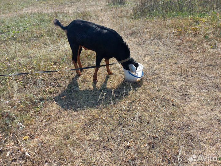 Вязка с Англо-нубийский козёл