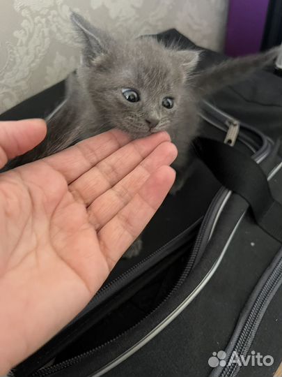 Котята добрые руки