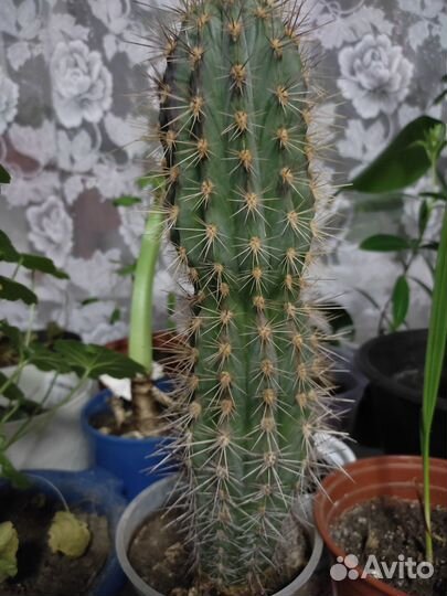 Большой кактус