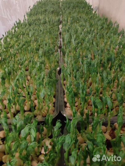 Микрозелень гороха