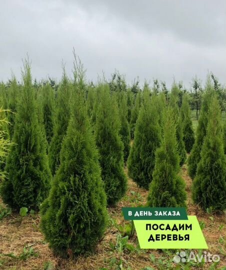 Смарагд,Колумна,Брабант в ассортименте