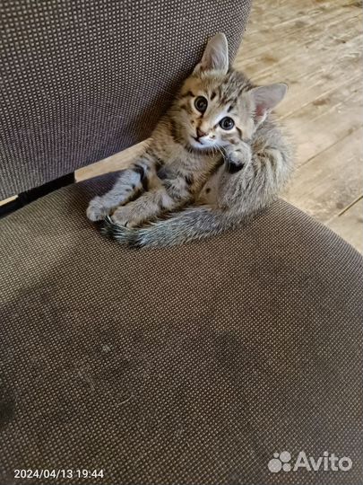 Котята