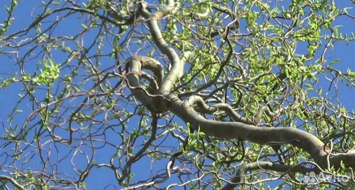 Форзиция Ива Барбарис, Черная и Красная Смородина