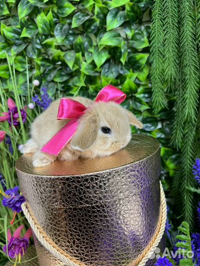 Кролики карликовые