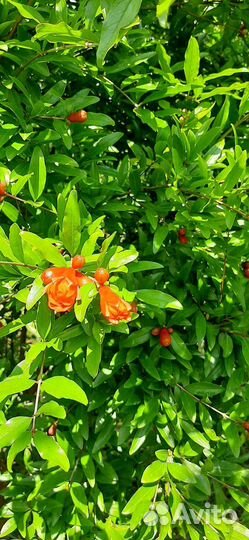 Саженец граната