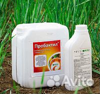 Пробактил