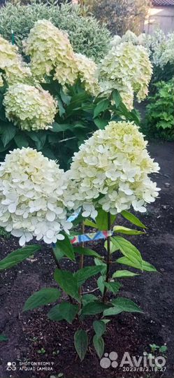 Гортензия метельчатая саженцы