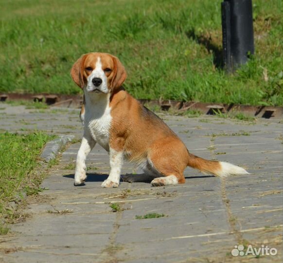 Щенки бигль