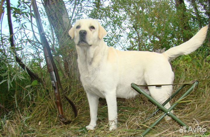 Щенки лабрадора ретривера