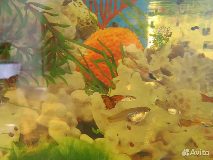 Аквариумные рыбки гуппи