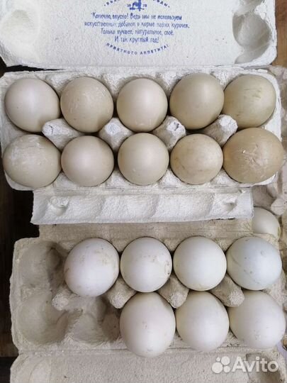 Инкубационные яйца домашней птицы