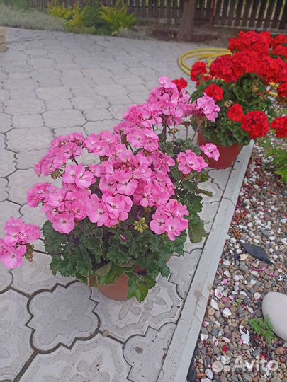 Герань и пеларгония