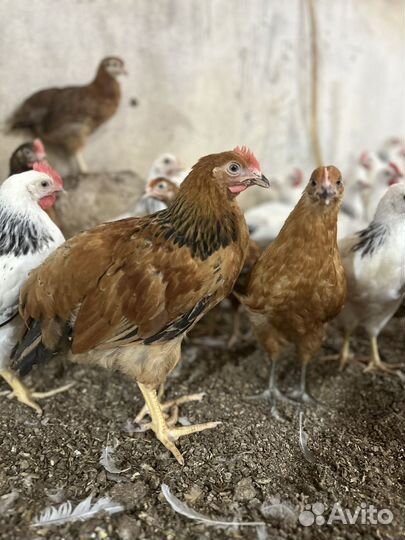 Куры молодки несушки