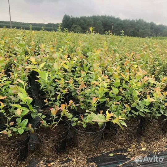 Фермерское хозяйство предлагает саженцы голубики