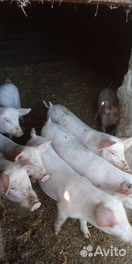 Поросята