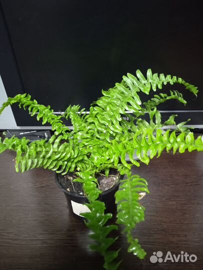 Папоротник комнатный