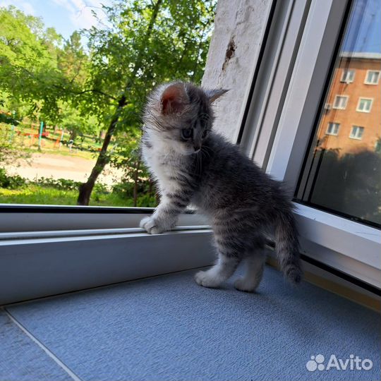 Кошечка в добрые руки