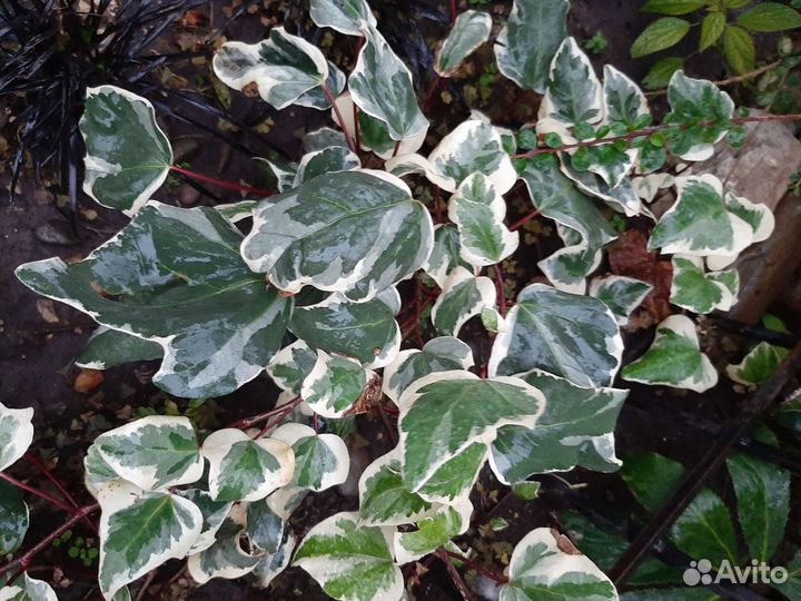 Плющ канарский