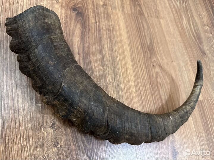 Рога Горного Тура, трофейные