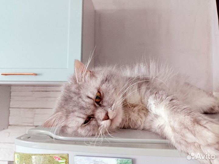 Продам кота