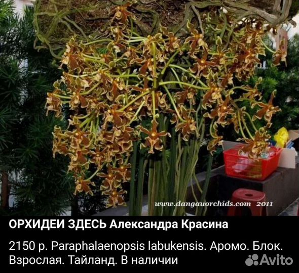 Катассктум, каттлея