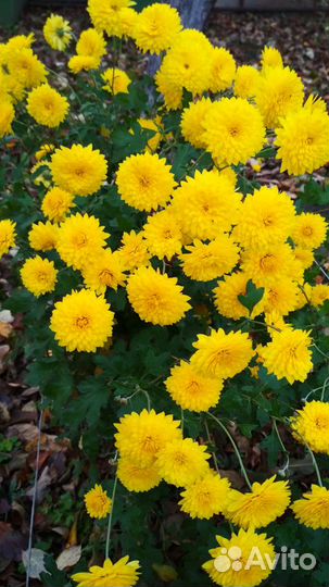 Желтые, белые и малиновые хризантемы (рассада)