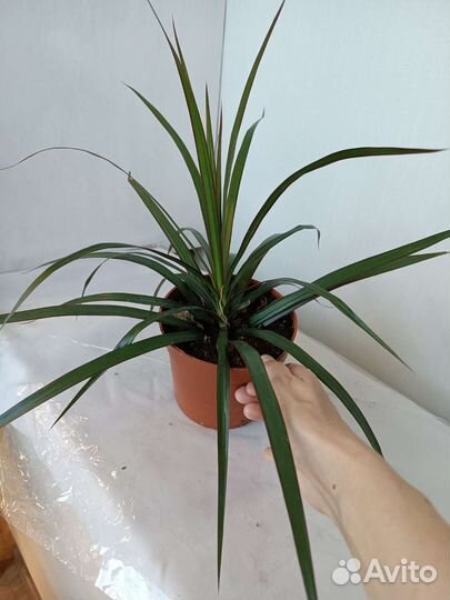 Пальма Драцена