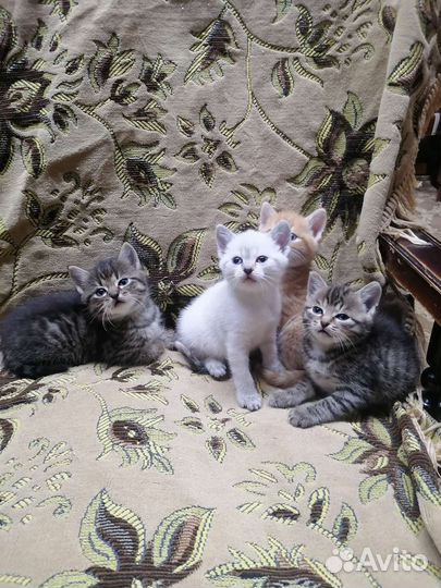 Кошки в добрые руки бесплатно