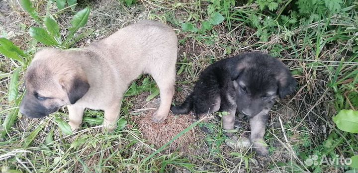 Щенки (девочки)