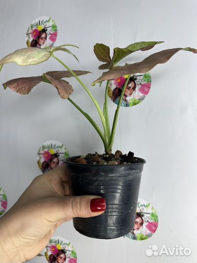 Сингониум rasberry variegated