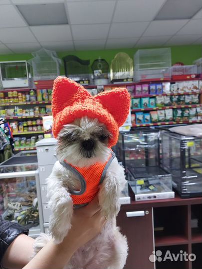 Комбинезон, шапка, обувь для кошек и собак