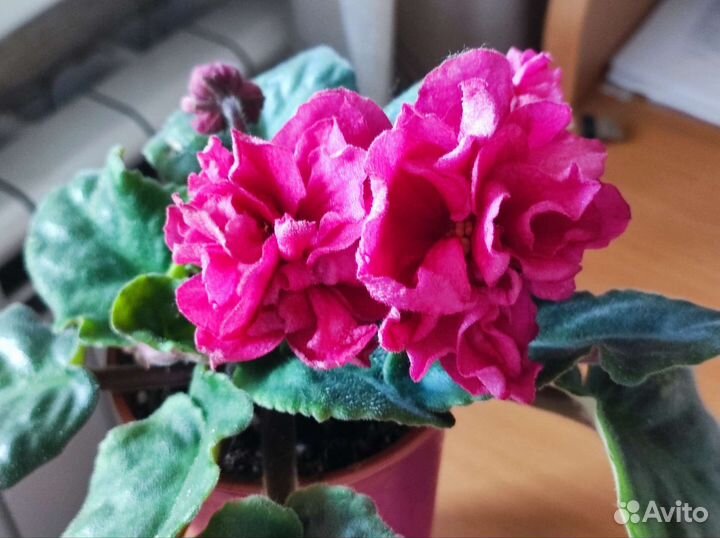 Фиалка сортовая ягода малина