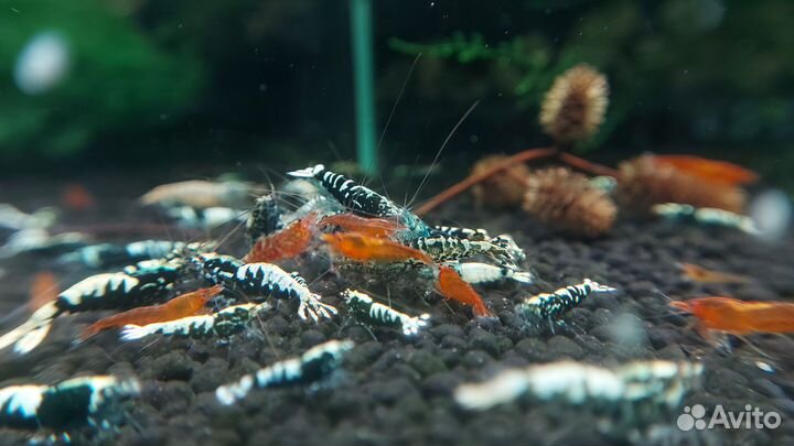 Аквариумные креветки