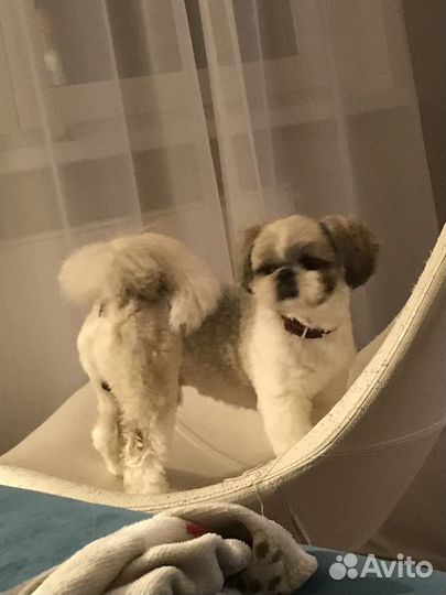 Милая девочка шит цу