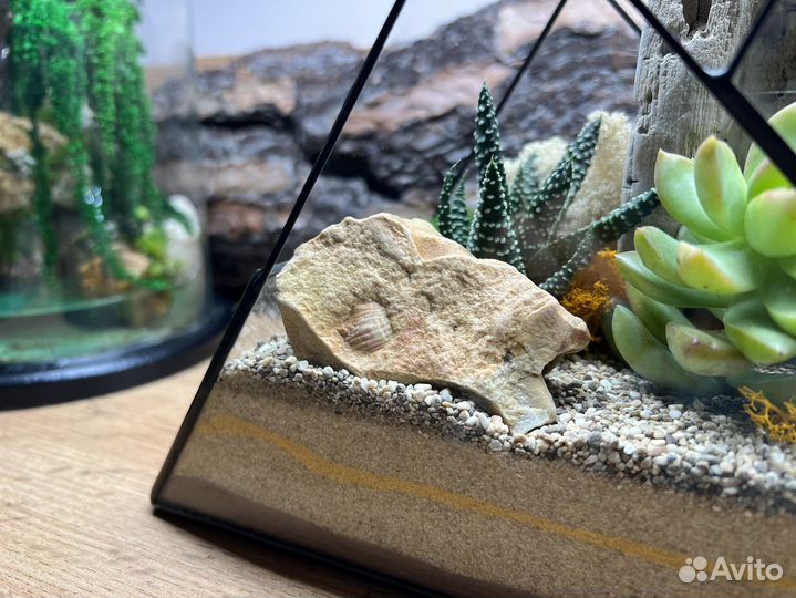Флорариум в геометрических формах. Суккуленты