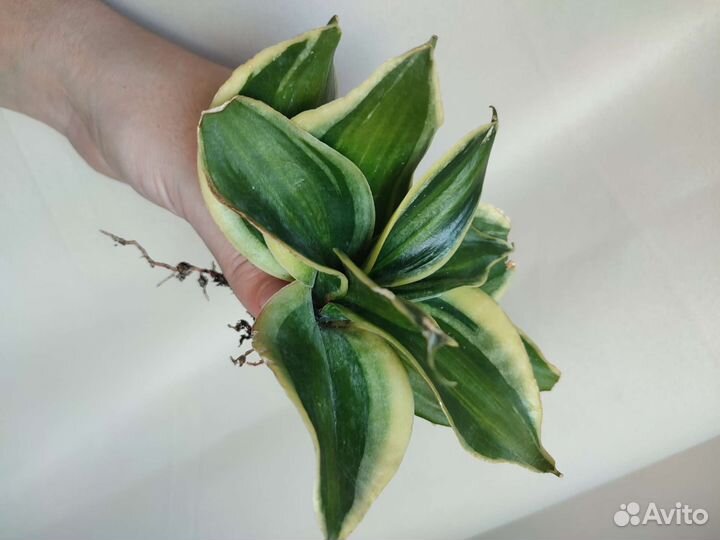 Сансевиерия ханни Пагода стриата вар. Крем, Крео