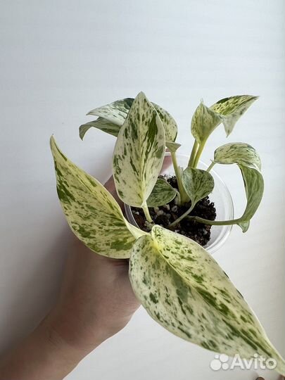 Сциндапсус марбл квин