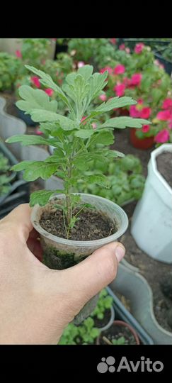 Хризантемы мультифлора