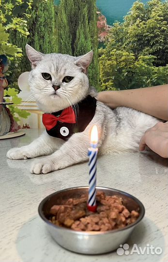 Шотландский кот на вязку