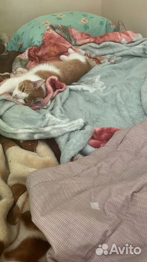 Передержка животных