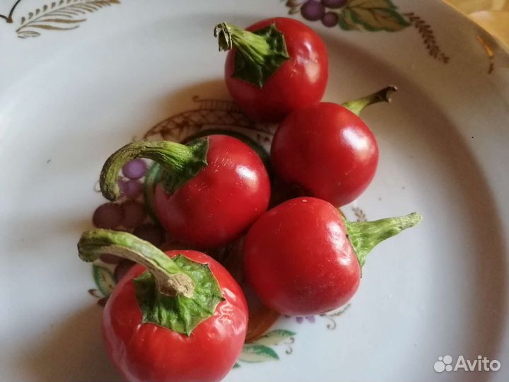 Семена перца острого