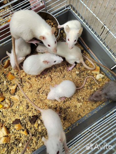 Крысы дамбо