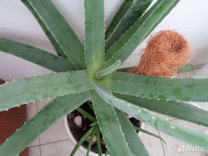 Домашние растения разные