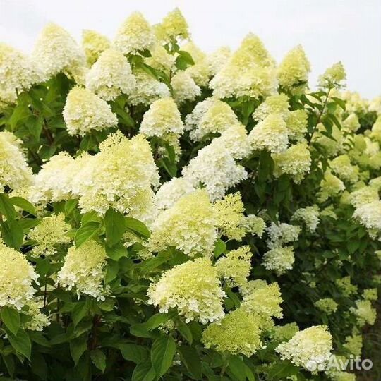 Гортензии метельчатые