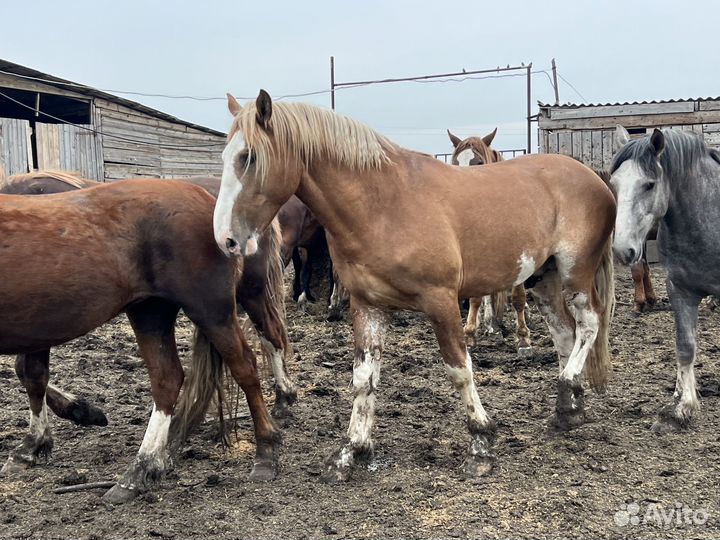 Продаются лошади